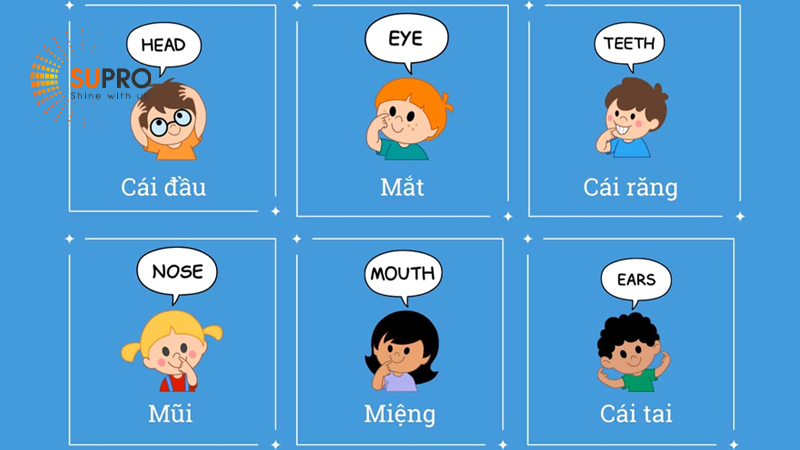 Từ vựng tiếng Anh thông dụng về cơ thể con người