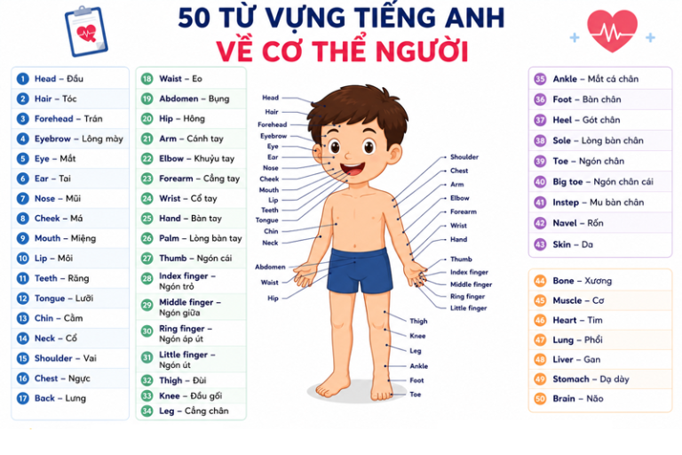 50 từ vựng tiếng Anh về cơ thể người (Body Parts) kèm phiên âm và ví dụ