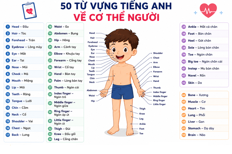50 từ vựng tiếng Anh về cơ thể người (Body Parts) kèm phiên âm và ví dụ