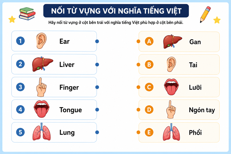 Nối từ vựng với nghĩa tiếng Việt